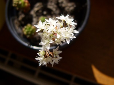 DSCI0014 - Kopie.JPG