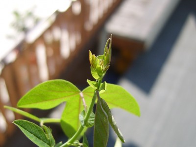 DSCI0005 - Kopie.JPG