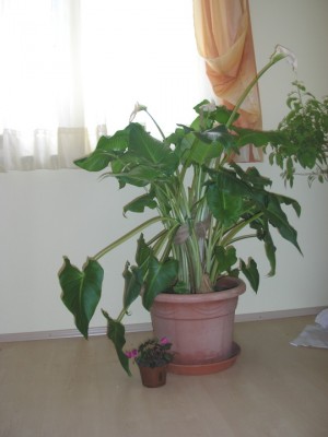 CALLA.JPG