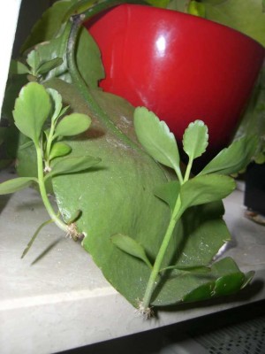 Kalanchoe Magic Bells Kindel Juli.jpg