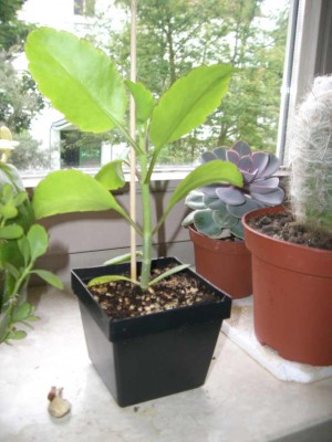 Kalanchoe Magic Bells erstes gewachsenes Kindel.jpg