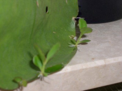 Kalanchoe Magic Bells mit Brutpflänzchen.jpg