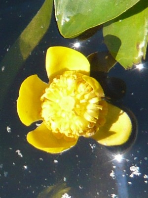 P1000453.JPG