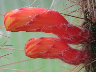 IMG_6817.JPG