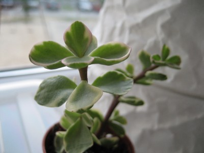 crassula weiß nah.JPG