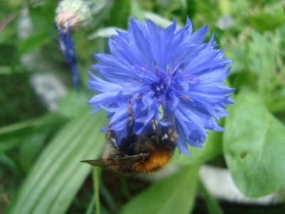 Kornblume m. Hummel.JPG