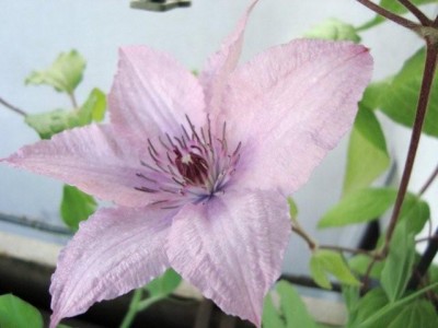 Clematis (2).jpg