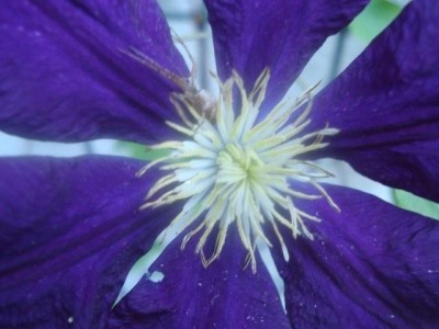 Clematis.jpg