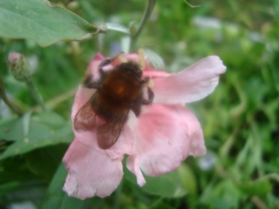 Blüte mit Hummel.JPG