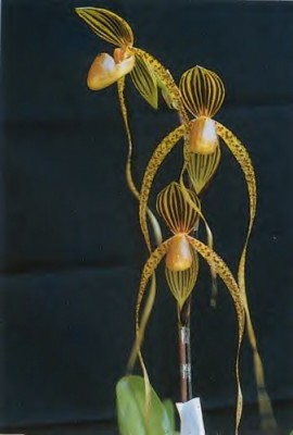 Paphiopedilum Booth´s sand lady (lady isabel x sanderianum,).JPG