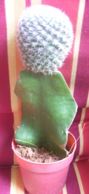 Kleine Prinzessin 026m.jpg