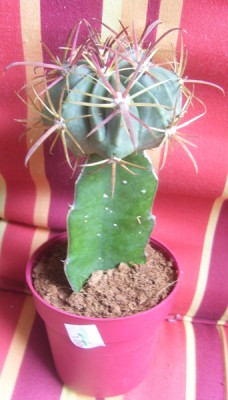 Kleine Prinzessin 025m.jpg