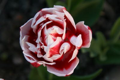 tulpe2.jpg
