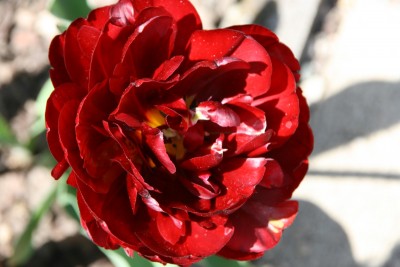 tulpe1.jpg