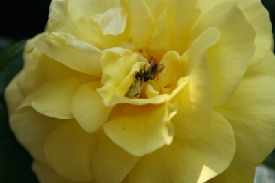 rosemitspinne.jpg
