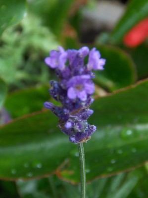 Feuertanz Festival 2008 038.jpg