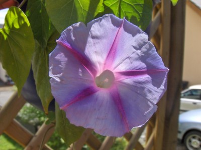 Feuertanz Festival 2008 013.jpg