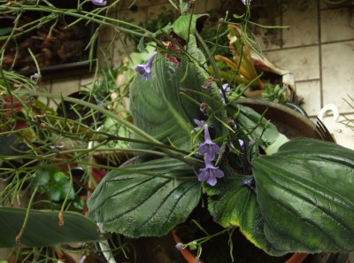 DSCF4359.JPG