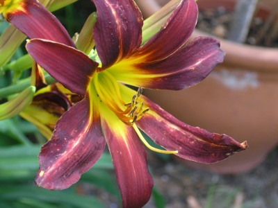 taglilie 19.6.08.JPG