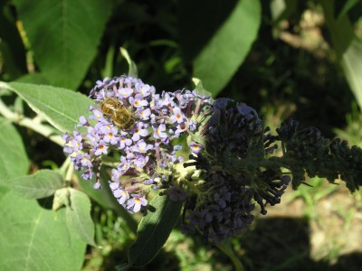 sommerflieder_2 2.7.08.JPG