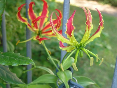 ruhmeskrone_3 2.7.08.JPG