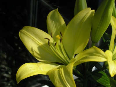 lilie 2.7.08.JPG