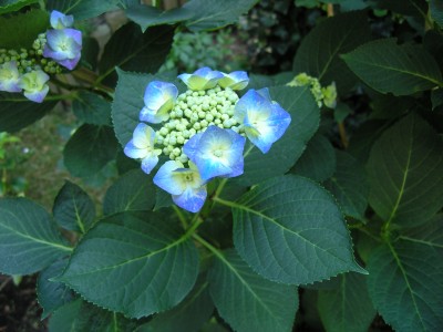 hortensie 1_2.7.08.JPG