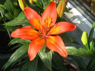 erste lilie 8.6.08.JPG