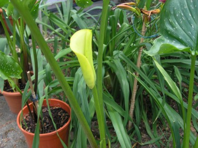 calla gelb +schwarzer grund 19.6.08.JPG