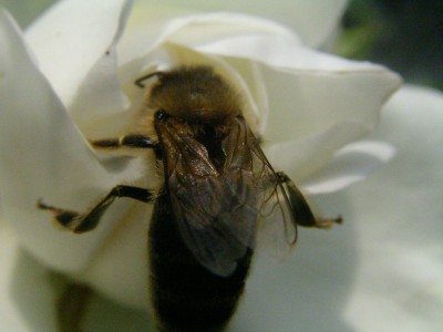 Biene 003.JPG
