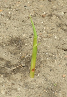 DSCF4370.JPG