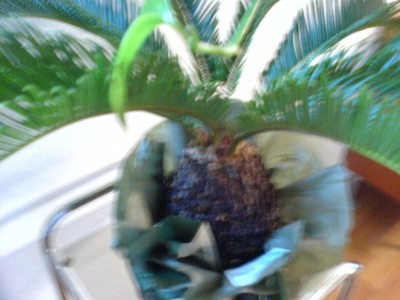 DSC00119.JPG