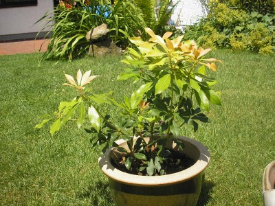 Schott. Zierpflanzen1.JPG