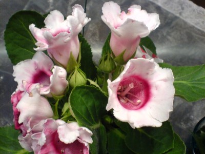 DSC00118.JPG