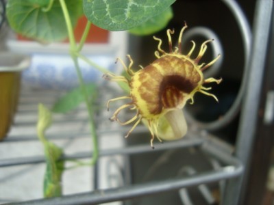 Aristoloch.fimbriata.JPG