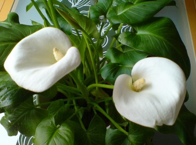 calla4a.jpg