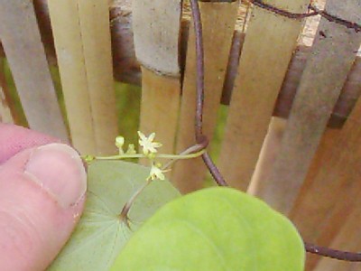 Eidechsenwurz und Co. 003.jpg