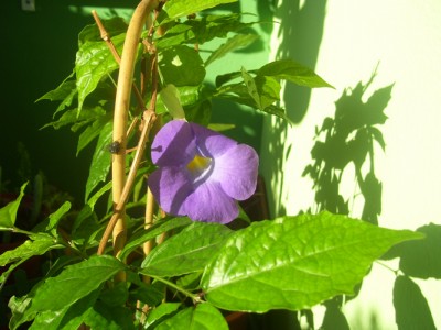 Kleine Prinzessin 001m.jpg