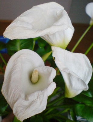 calla3a.jpg