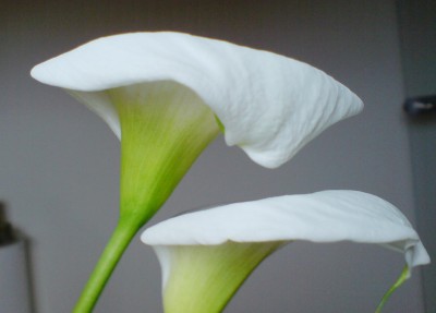 calla2a.jpg