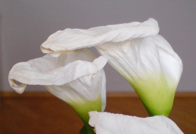 calla1a.jpg