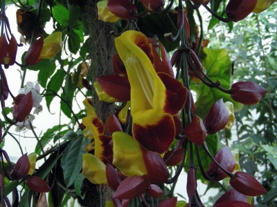 unbekannte Ranke w.jpg