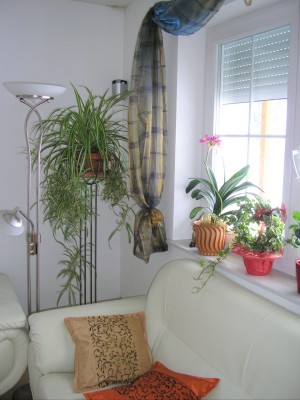 stubenfenster.jpg