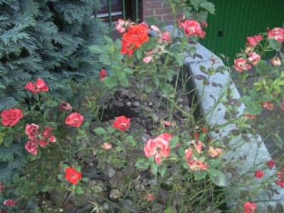 Foto131.jpg