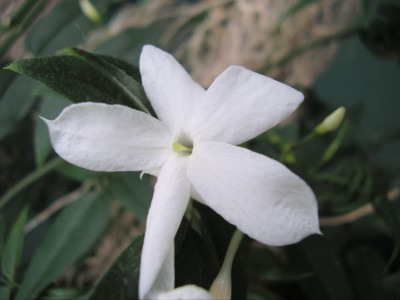 JASMINUM.JPG