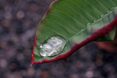 garten3.jpg