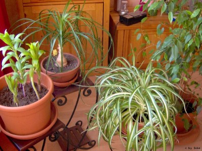 Wohnzimmer_I_600x450.JPG