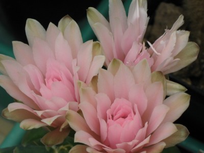 IMG_7013 Gymnocalycium horstii.JPG
