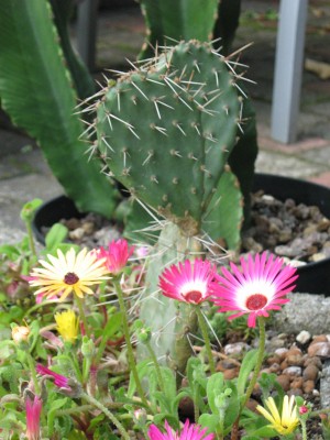 IMG_7047 Euphorbia Opuntia Mesembryanthemum.JPG