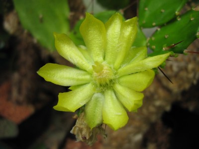 IMG_7000 Brasilopuntia brasiliensis.JPG